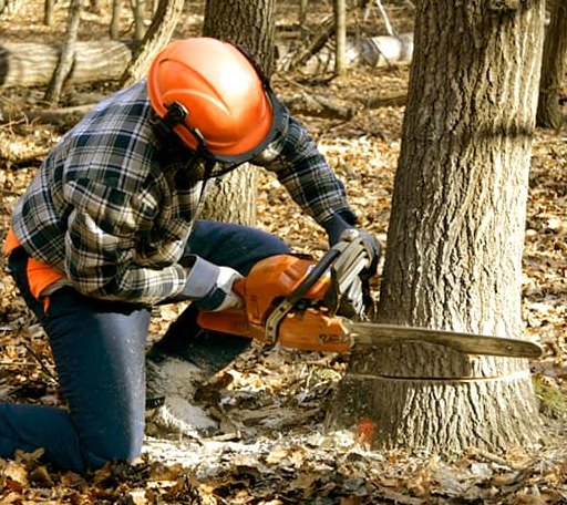 Tree Removal in Barton, OH